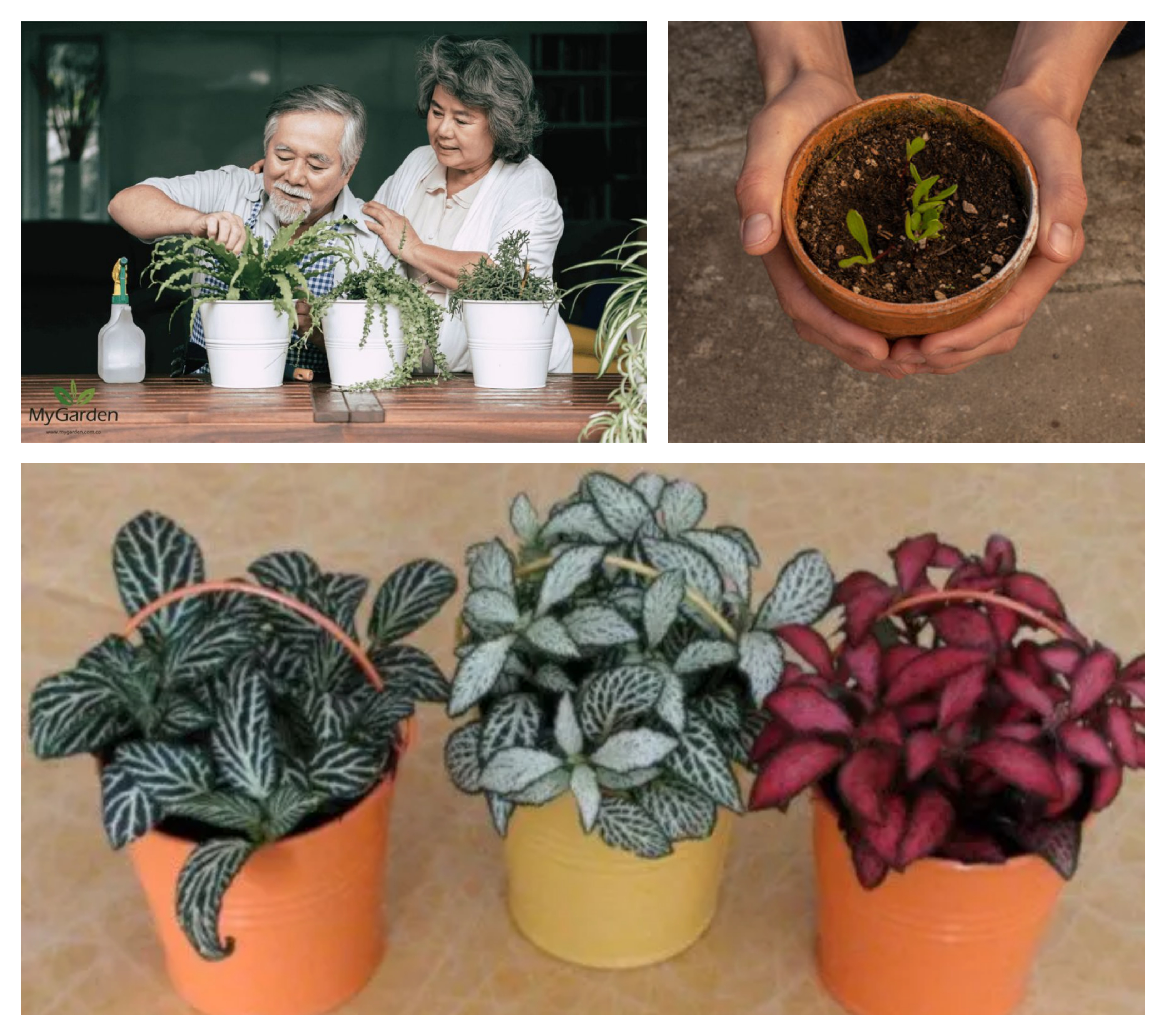 Plantas comunes para regalar
